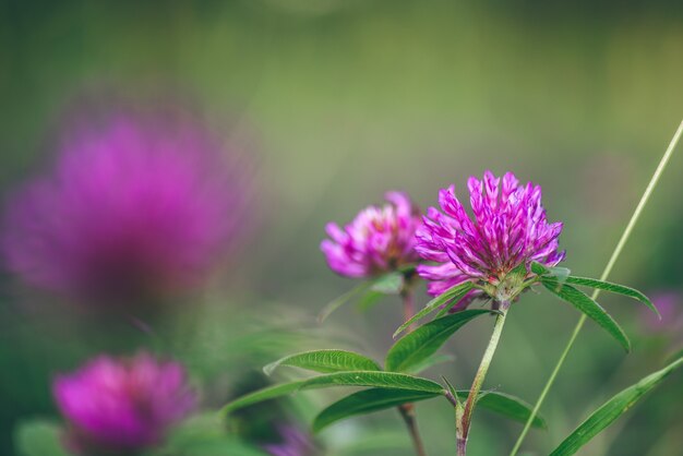 晴れた日のピンククローバーの花の牧草地。セレクティブフォーカス。