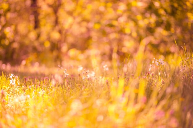 Meadow pink flowers on morning sunlight background. beautiful\
meadow field, golden sunset light