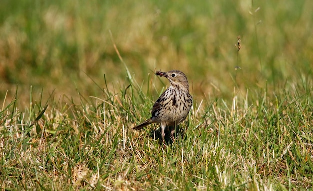 Meadow pipit collectibg food for its chicks