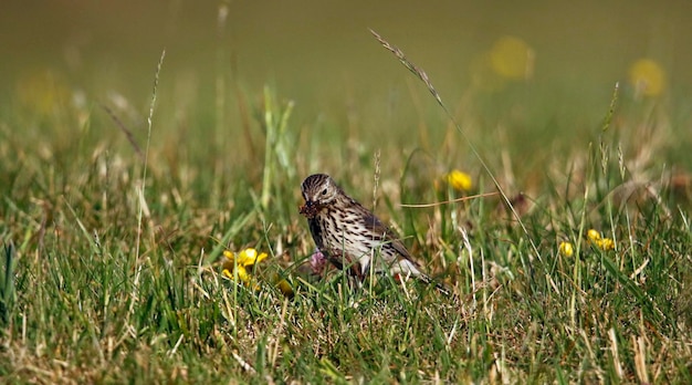 Meadow pipit collectibg food for its chicks