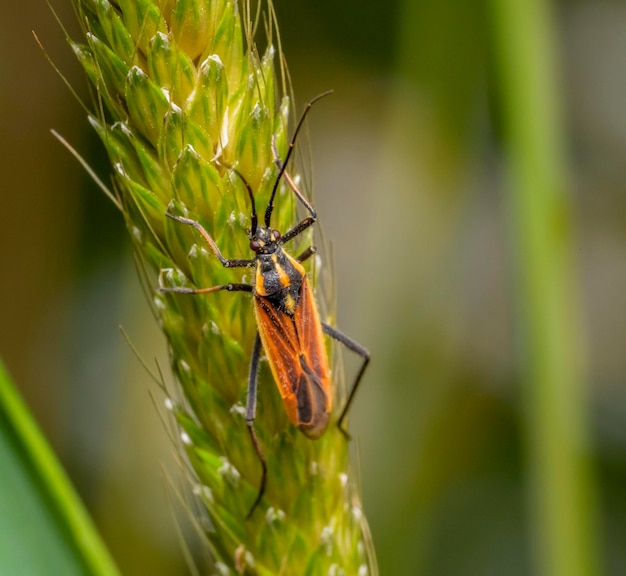 Meadow plant bug