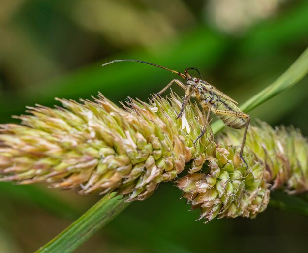 Meadow plant bug