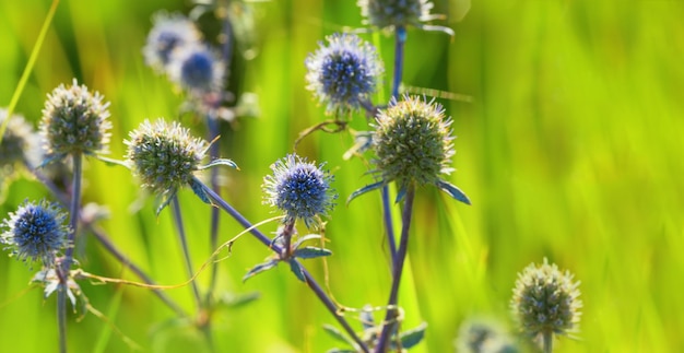 Meadow plant is a snowman in a natural environment Blue prickly flower in nature on blur background