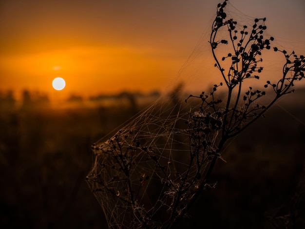 Meadow plant with cobwebs in the rays of the rising sun