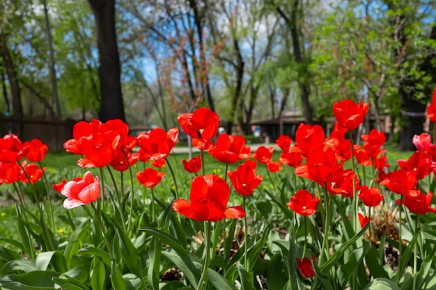 Луг красных тюльпанов в весеннем парке