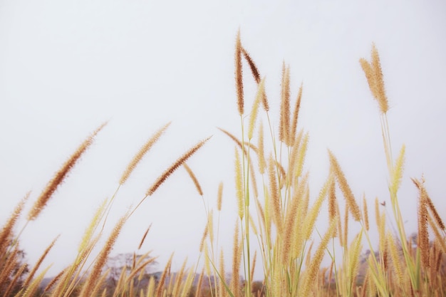 Meadow in rural at daytime