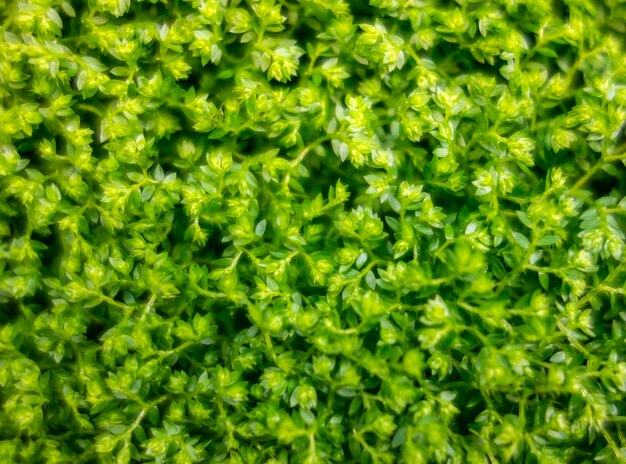 Photo meadow spikemoss closeup