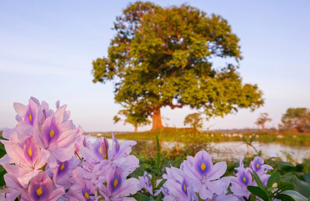 Meadow on Sri Lanka