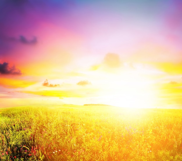 Meadow sunset summer field landscape