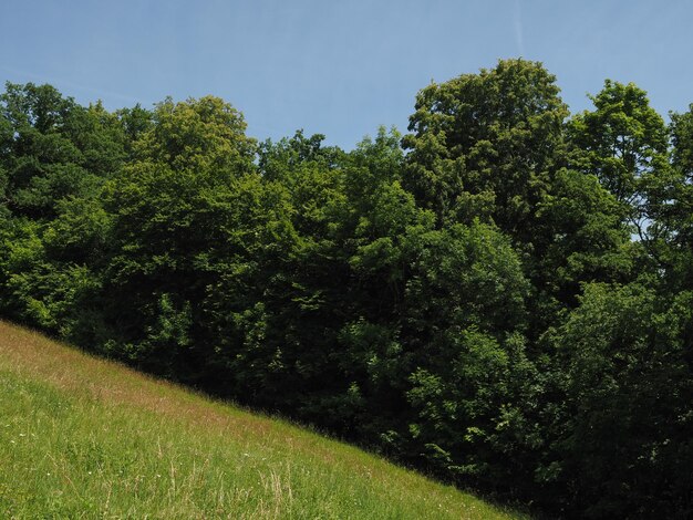 Meadow and trees on hill side