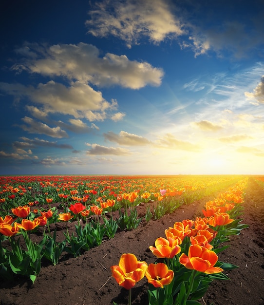 Meadow of tulips