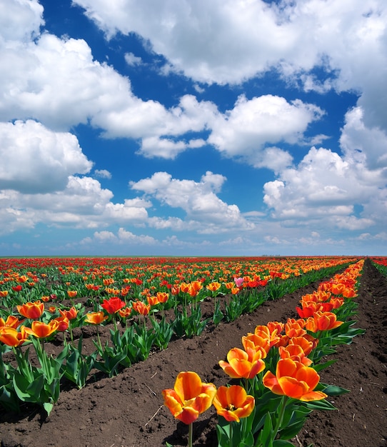 Meadow of tulips