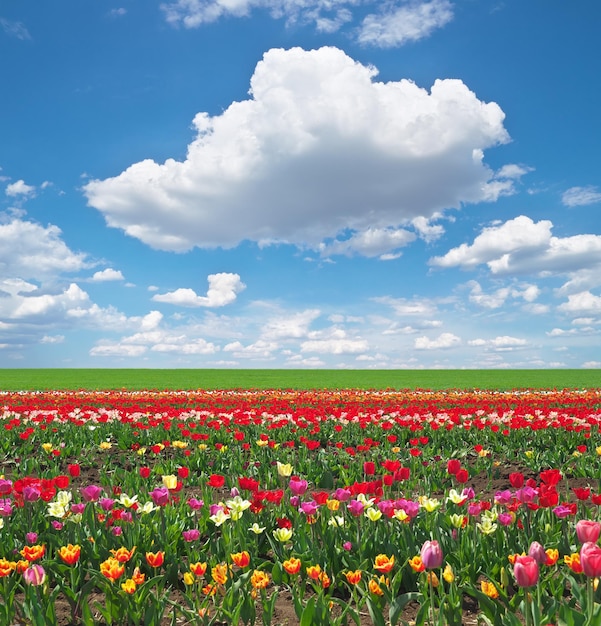 Meadow of tulips