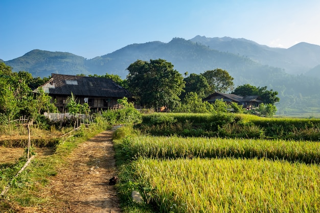 Meadow in Vietnam