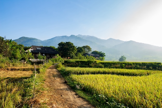 Photo meadow in vietnam