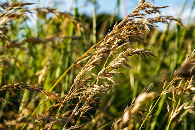 Meadow weeds in the meadow Natural background Horizontal photo