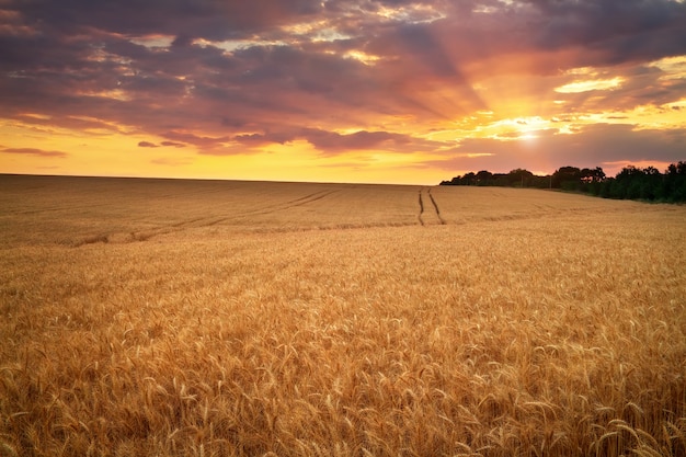 Meadow of wheat. Beautiful sunset