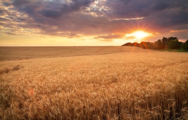 小麦の牧草地。美しい夕日