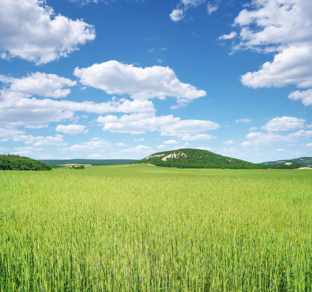 Meadow of wheat at day