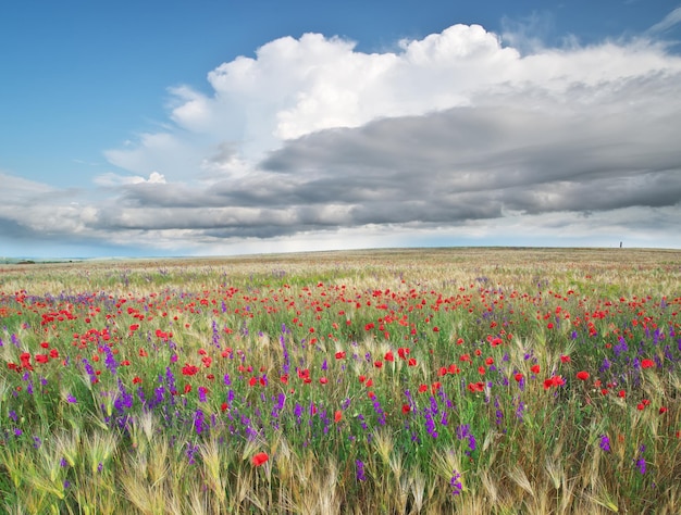 Meadow of wheat and flowers