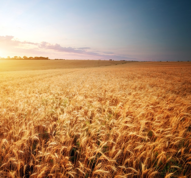 Meadow of wheat. Nature composition.