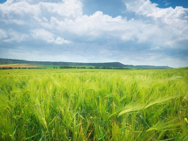 Meadow of wheat Nature composition