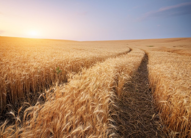 Meadow of wheat Nature composition