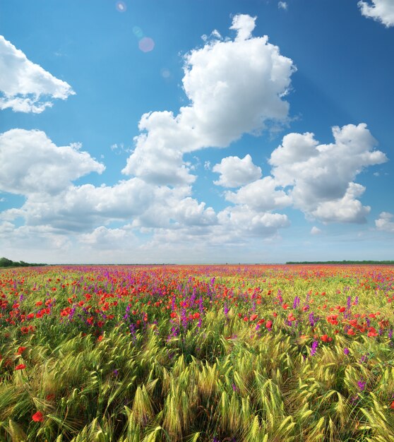 Meadow of wheat and poppy at day.