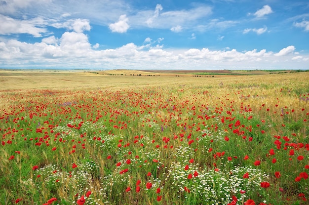 Meadow of wheat and poppy at day