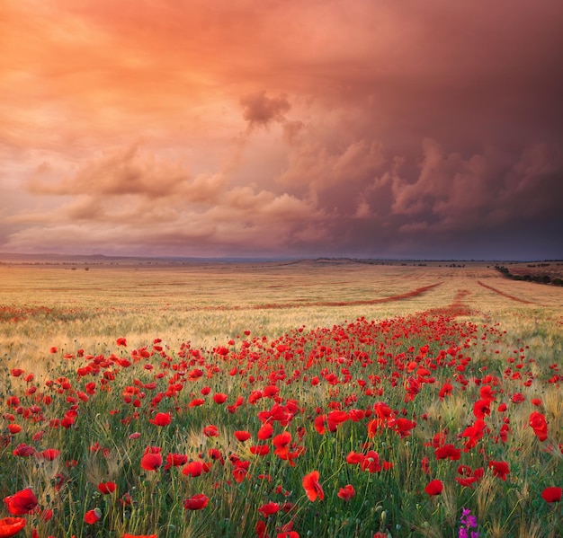 Meadow of wheat and poppy