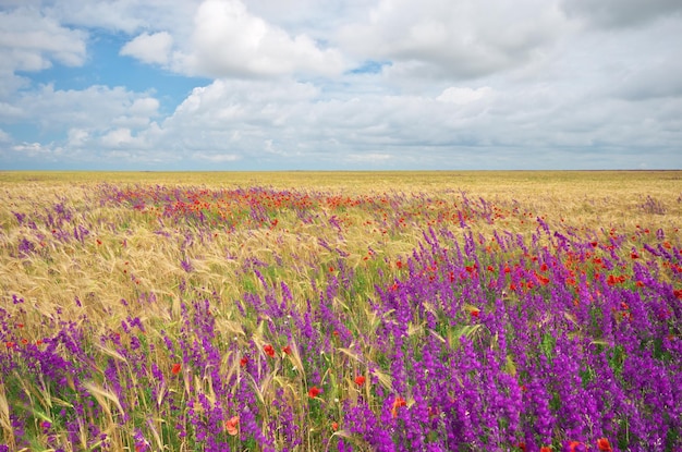 Meadow of wheat and spring flowers