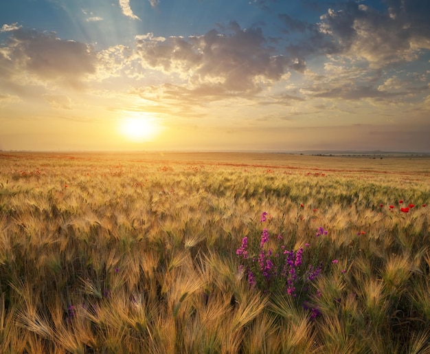 日没時の小麦の牧草地