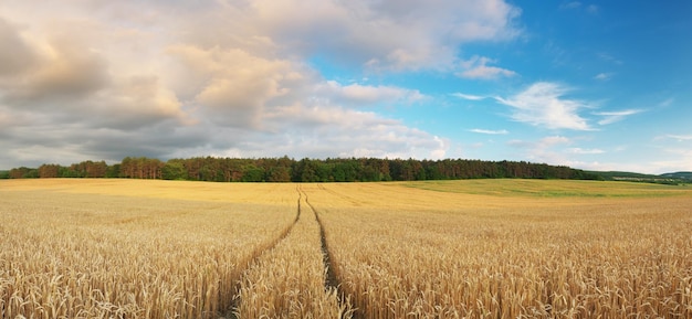 Пшеничный луг на закате