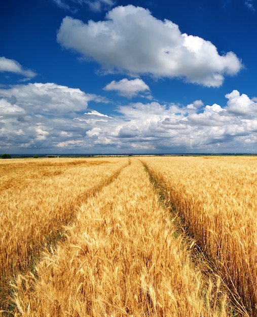 Meadow of wheat