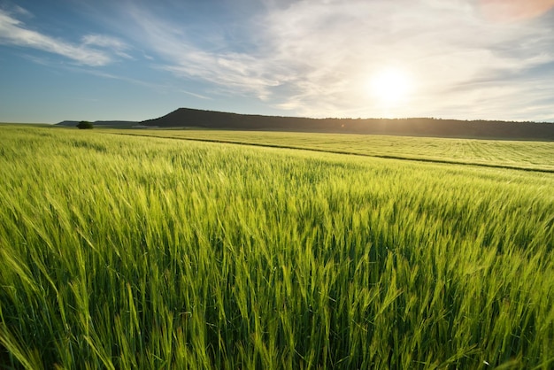 Meadow of wheat