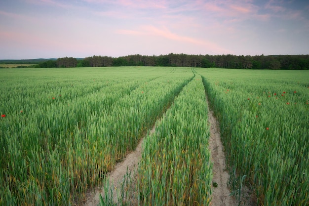 Meadow of wheat