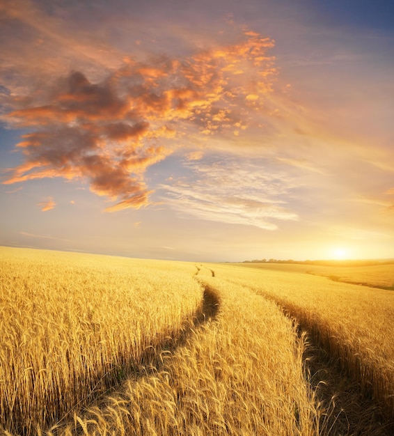 Meadow of wheat