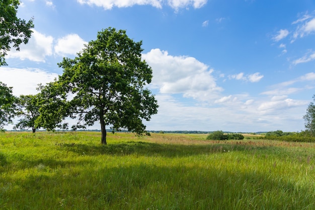 美しい背の高いオークが育つ牧草地、晴れた暖かい天候の夏の風景。