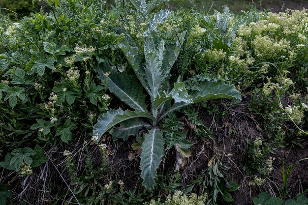 野花の牧草地植物相の背景生命の暴動