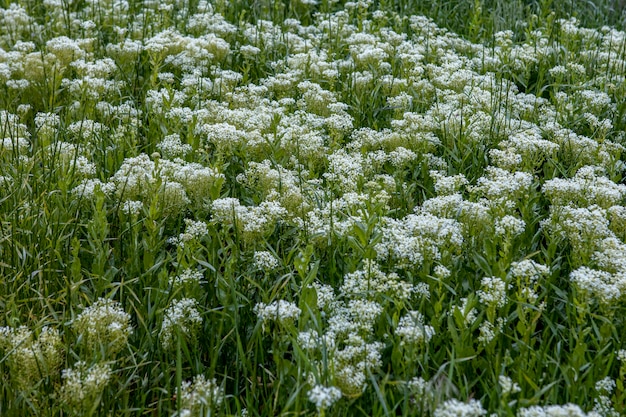 野花の牧草地植物相の背景生命の暴動