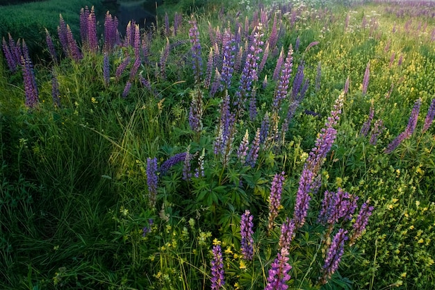 野生の紫色の花の背景の牧草地