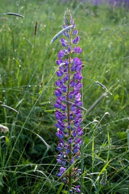 野生の紫色の花の背景の牧草地