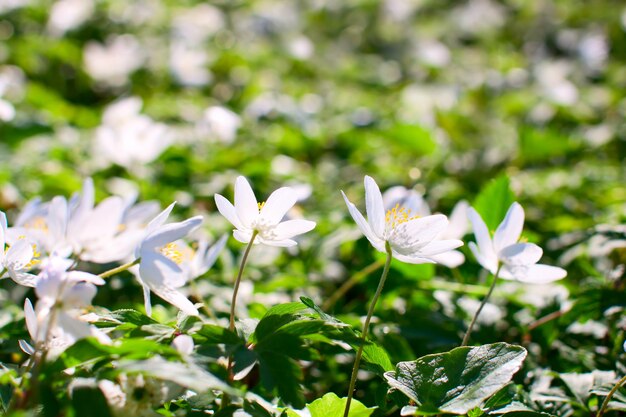 Prato con anemone sylvestris.