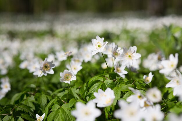 Meadow with Anemone sylvestris.