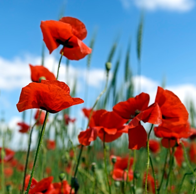 Meadow with beautiful bright red poppy flowers in spring