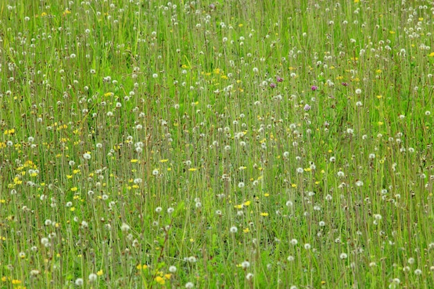 Photo meadow with beautiful green grass in the summer