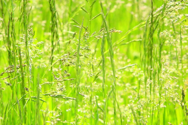 夏の美しい高い緑の草の草原