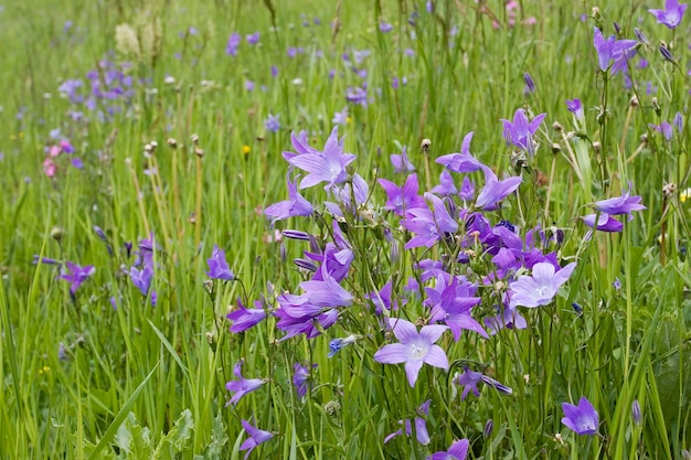 Meadow with bellflowers Campanula National Park Hohe Tauern Austria