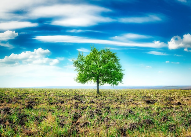 Meadow with big tree