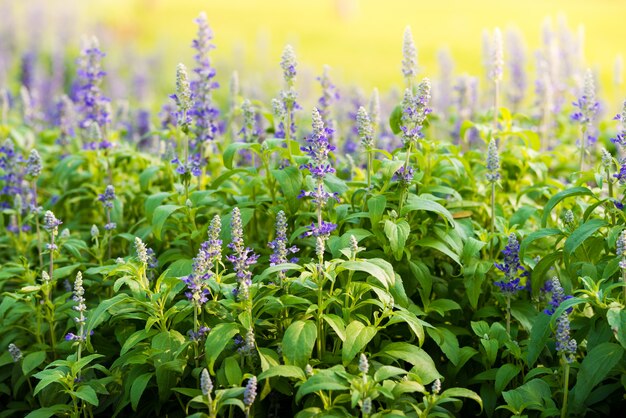 Meadow with blooming Blue Salvia herbal flowers